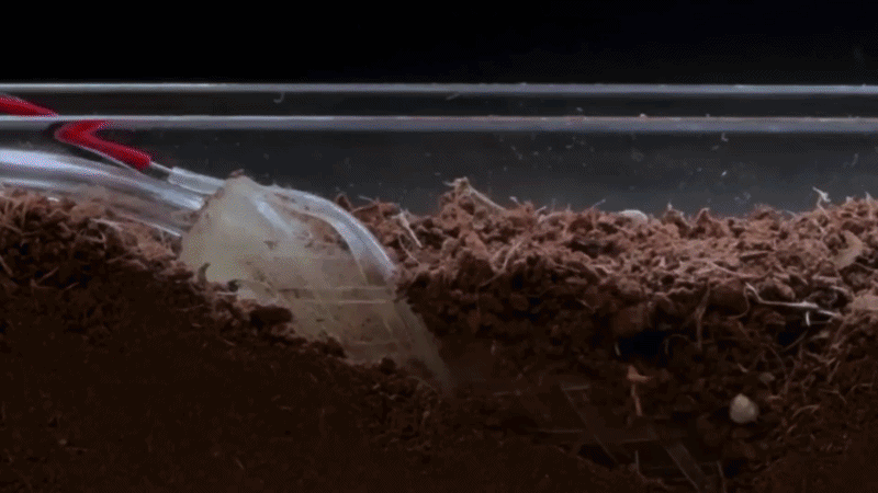 BIOGEM: biodegradable McKibben actuator with embedded sensing